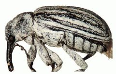 ZooKeys - Magdalinops vittipennis by Macotulio Soto Hernández, Robert W. Jones, Pedro Reyes Castillo. Used under a CC BY 3.0 license.