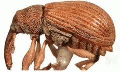 ZooKeys - Pseudanthonomus helvolus by Macotulio Soto Hernández, Robert W. Jones, Pedro Reyes Castillo. Used under a CC BY 3.0 license.
