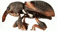 ZooKeys - Smicraulax tuberculatus by Macotulio Soto Hernández, Robert W. Jones, Pedro Reyes Castillo. Used under a CC BY 3.0 license.