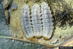 Yellow-poplar weevil larvae.160226 by Lacy L. Hyche, Auburn University, Bugwood.org. Used under a CC BY 3.0 license.