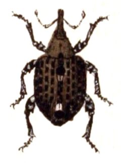 Cionus.scrophulariae.-.calwer.34.11 by Emil Hochdanz
. Used under a Public domain license.