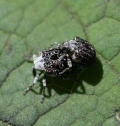 Cionus scrophulariae by Sandy Rae. Used under a CC BY-SA 3.0 license.