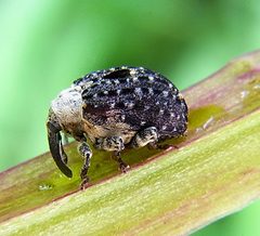 Cionus scrophulariae side by Siga. Used under a CC BY-SA 3.0 license.