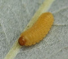 2021 08 19 Archarius salicivorus by Slimguy. Used under a CC BY 4.0 license.