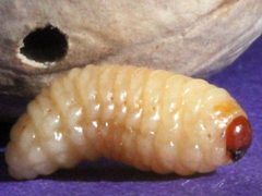 Carya tomentosa-Curculio caryae-larva by Peterwchen. Used under a CC BY-SA 4.0 license.