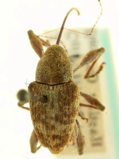 Curculio caryae by CNC/BIO Photography Group, Centre for Biodiversity Genomics. Used under a CC BY 3.0 license.