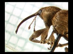 Curculio iowensis by Joseph Hughes. Used under a CC BY 2.0 license.