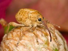 Kaldari Curculio occidentis 01 by Ryan Kaldari. Used under a CC0 license.