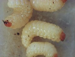 Curculio larva by Beatriz Moisset. Used under a CC BY-SA 4.0 license.
