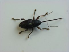 Curculio sayi dorsal by Beatriz Moisset. Used under a CC BY-SA 4.0 license.