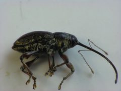 Curculio sayi side by Beatriz Moisset. Used under a CC BY-SA 4.0 license.