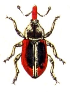 Ellescus.scanicus.-.calwer.33.04 by Emil Hochdanz
. Used under a Public domain license.