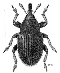COLE Curculionidae Mecinus pascuorum by Desmond W. Helmore
. Used under a CC BY 4.0 license.