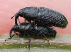 2018 05 03 Mecinus pyraster by Slimguy. Used under a CC BY 4.0 license.