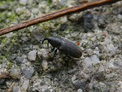 Mecinus pyraster by Syrio. Used under a CC BY-SA 4.0 license.