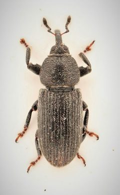 Mecinus pyraster 287880503 by Nick Bédard. Used under a CC0 license.