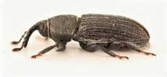 Mecinus pyraster 287880524 by Nick Bédard. Used under a CC0 license.