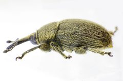 Rhinusa asellus side by Siga. Used under a CC BY-SA 4.0 license.