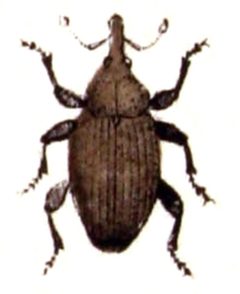 Rhinusa.linariae.-.calwer.34.13 by Emil Hochdanz
. Used under a Public domain license.