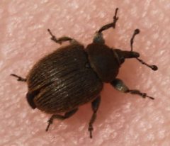 2018 05 23 Rhinusa tetra by Slimguy. Used under a CC BY 4.0 license.
