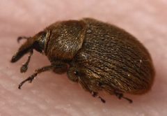 2018 05 23 Rhinusa tetra2 by Slimguy. Used under a CC BY 4.0 license.