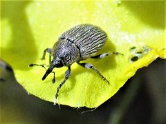 Rhinusa tetra by Слободан Стевчић. Used under a CC BY-SA 4.0 license.
