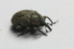 Rhinusa tetra 1151 by NobbiP. Used under a CC BY-SA 3.0 license.