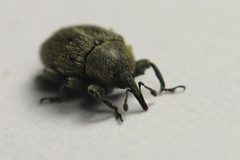 Rhinusa tetra 1157 by NobbiP. Used under a CC BY-SA 3.0 license.