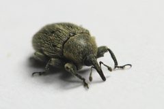 Rhinusa tetra 1162 by NobbiP. Used under a CC BY-SA 3.0 license.