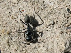 Calomyrmex species DC1b by Macleay Grass Man. Used under a CC BY 2.0 license.