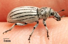 Myrmex lineatus 294906697 by Jesse Rorabaugh. Used under a CC0 license.