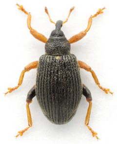 Isochnus sequensi by Mark Gurney. Used under a CC BY-SA 2.0 license.