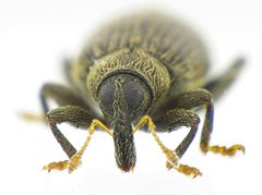 Orchestes fagi front by Siga. Used under a CC BY-SA 3.0 license.