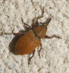 Smicronyx fulvus - inat 222112649 by {{{name}}}. Used under a CC BY-SA 4.0 license.