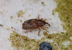 Lignyodes bischoff by -serwacy01-. Used under a CC BY-SA 4.0 license.