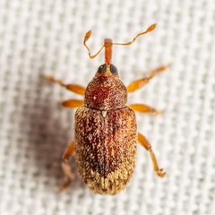 Lignyodes horridulus by Jgw-atx. Used under a CC BY 4.0 license.