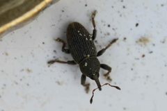 2017 05 22 Tychius picirostris2 by Slimguy. Used under a CC BY 4.0 license.