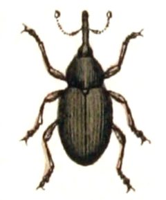 Tychius.stephensi.-.calwer.33.12 by Emil Hochdanz
. Used under a Public domain license.