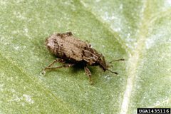 Listroderes costirostris obliquus by Clemson University - USDA Cooperative Extension Slide Series, Bugwood.org. Used under a CC BY 3.0 license.