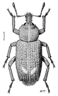 COLE Curculionidae Listroderes difficilis by Desmond W. Helmore
. Used under a CC BY 4.0 license.