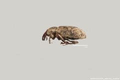 Listronotus dietzi side view by Arizona State University Hasbrouck Insect Collection. Used under a CC0 license.