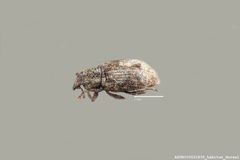 Listronotus dietzi top view by Arizona State University Hasbrouck Insect Collection. Used under a CC0 license.