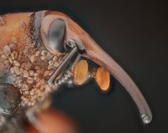Rhynchophorus ferrugineus forehead by Fedaro. Used under a CC BY 4.0 license.