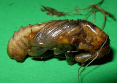 Rhynchophorus ferrugineus pupa2 by Luigi Barraco. Used under a CC BY-SA 3.0 license.