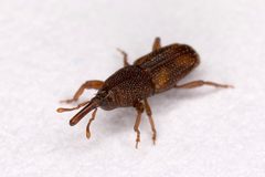 Sitophilus.oryzae.7439 by picture taken by Olaf Leillinger. Used under a CC BY-SA 2.5 license.