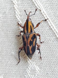 Metamasius hemipterus 172468888 by Douglas. Used under a CC BY 4.0 license.