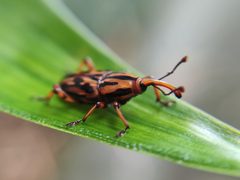Metamasius hemipterus 173121836 by andré. Used under a CC0 license.