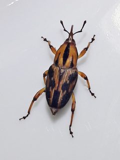 Metamasius hemipterus 198593398 by Douglas. Used under a CC BY 4.0 license.
