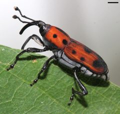 Rhodobaenus quinquepunctatus 0981 by David Hill. Used under a CC BY 2.0 license.