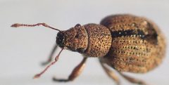 Strophosoma melanogrammum TP01 by Tobias 67. Used under a CC BY-SA 4.0 license.